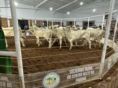 Feira de Bezerros e Bezerras da SRCO mostra a força da pecuária regional